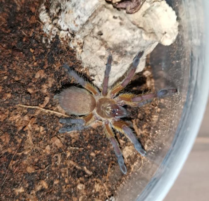 Harpactira pulchripes